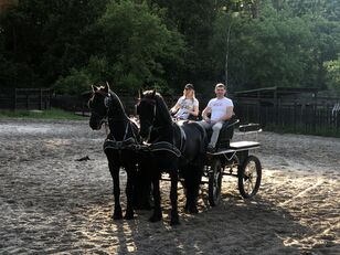 Los caballos frisones están disponibles en Ucrania
